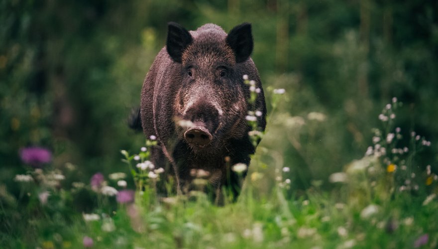 Actions de chasse en forêt de la Grange