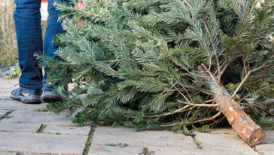 Collecte des sapins naturels