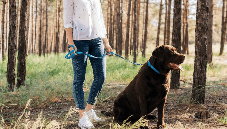 Balade en forêt avec son chien