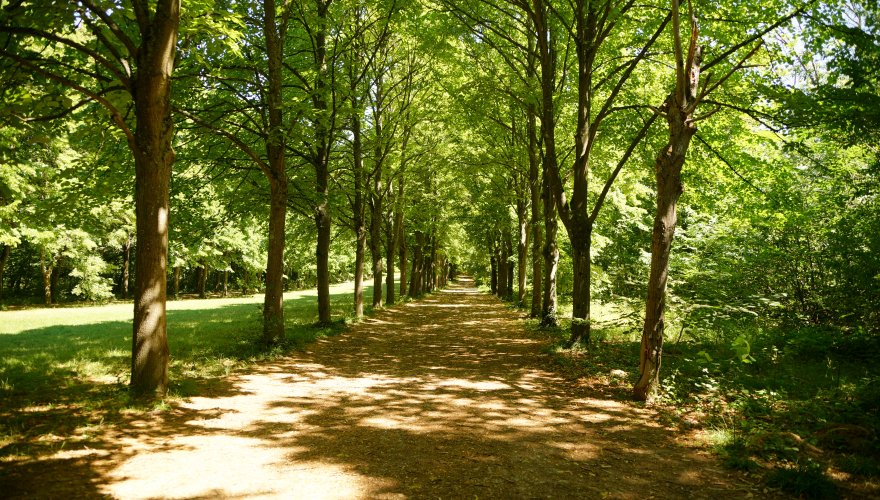foret de la grange