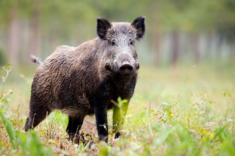 Sanglier dans la forêt